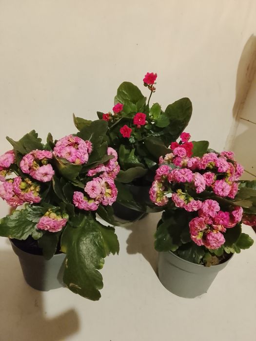 Каланхое , Калатея и лечебно Алое Вера