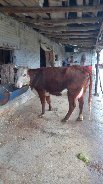 Бірінші тума бұзаулы сиыр сатылады