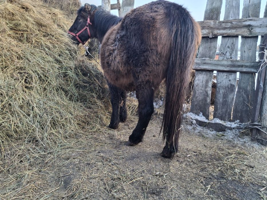 Семіртілген бие сатылады