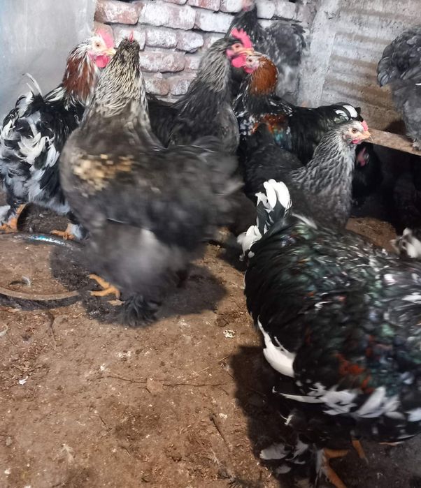 Продавам Млади Петли