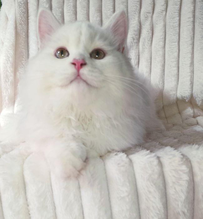 Продается шикарный крупный котенок, хайленд