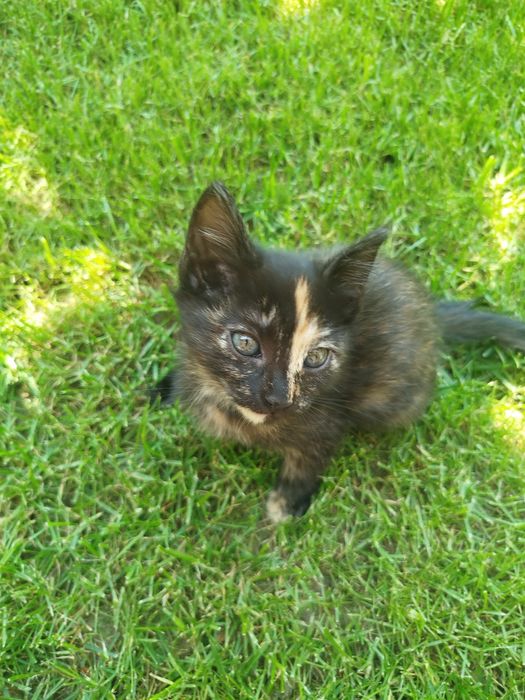 Отдам кошку даром