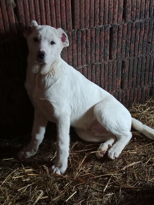 Vând berbec bun bun