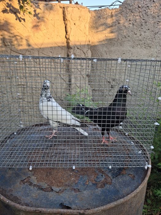 Продам голубей бакинцы