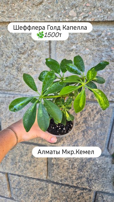 Комнатные растения