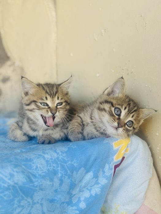 Отдам котят в добрые руки