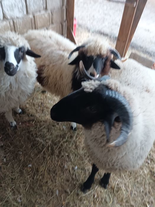 Vând 3miei foarte îngrijiți