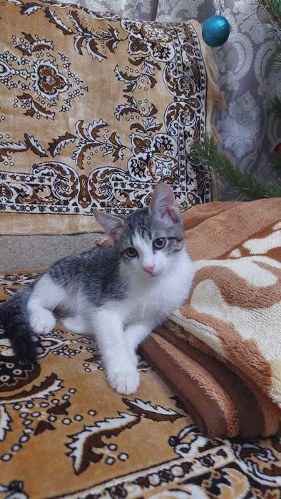 Отдам котенка и кошку в добрые руки