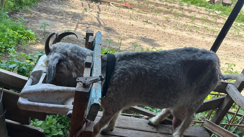 Ешкі сатылады...