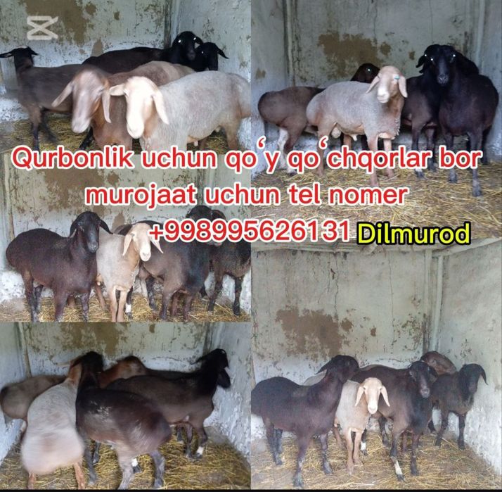 Qo'chqorlar sotiladi