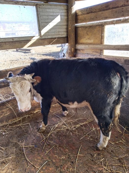 Продам бычков подсосных