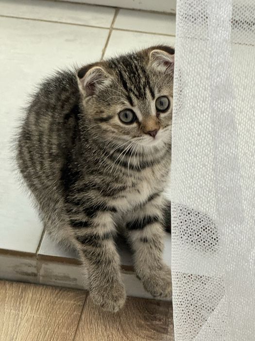 Продам котенка скоттиш фолд