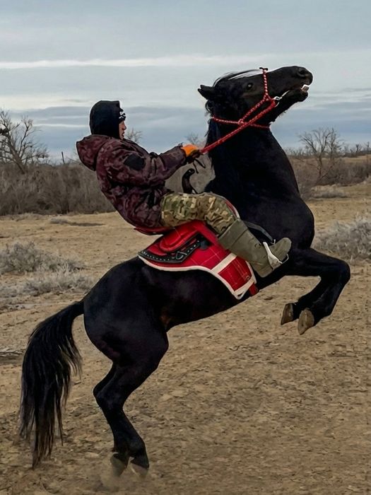 6 жасар айғыр сатылады, Продается жеребец