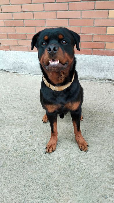 Кобель Ротвейлера ищет подругу!