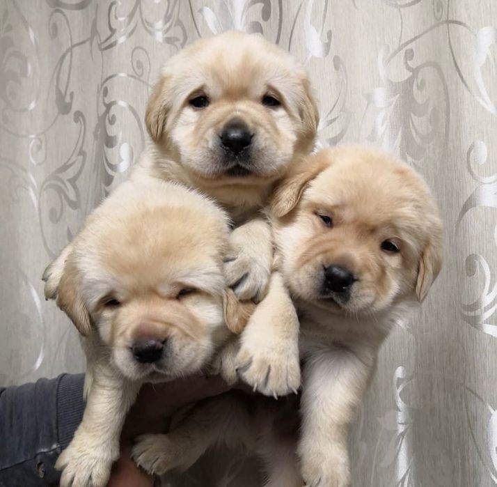 Щеночки Лабрадор-Ретривер