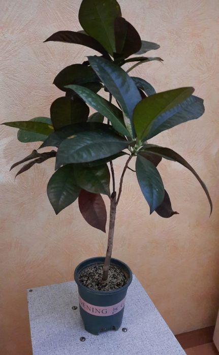 Кротон сорт миссис Айстон.