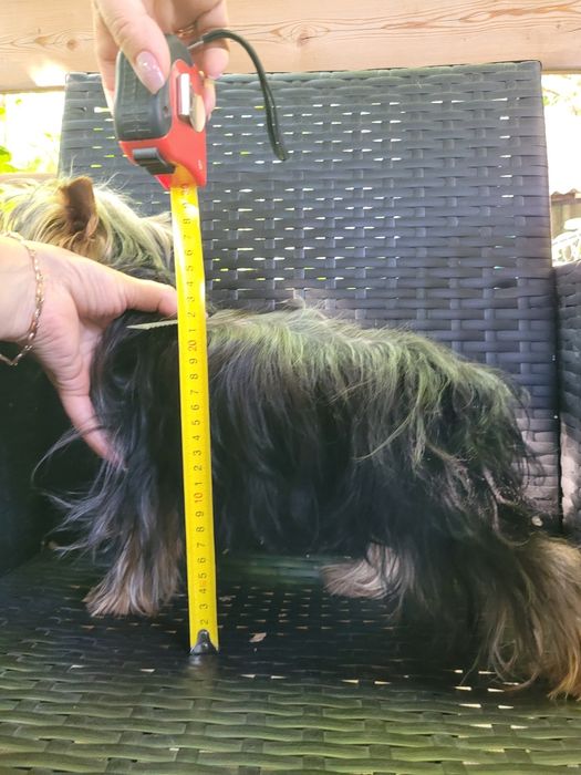 Будулай, опытный, молодой жених