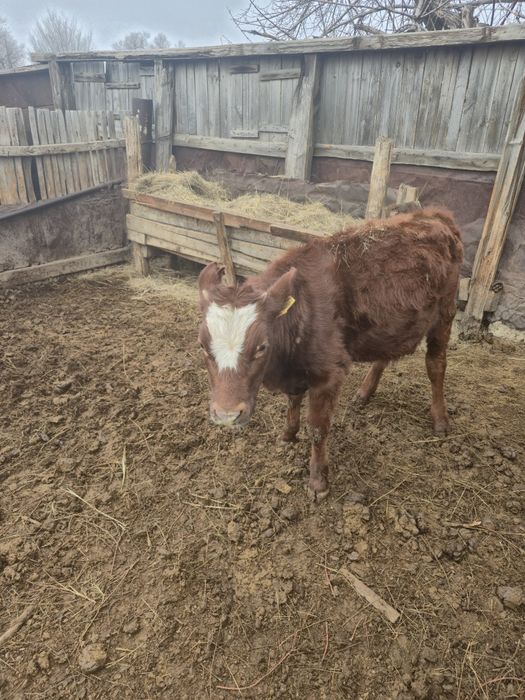 Продам телят бұзау сатам