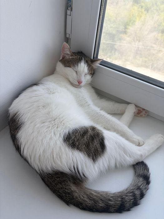 Отдам в хорошие руки кота