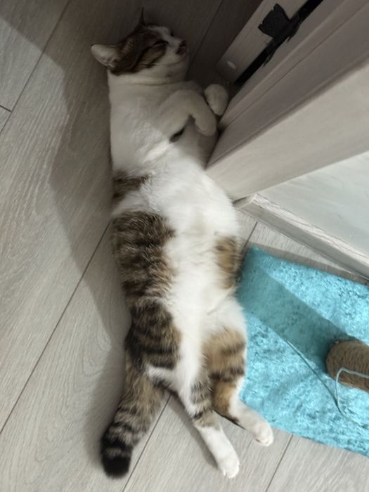Отдам даром кота