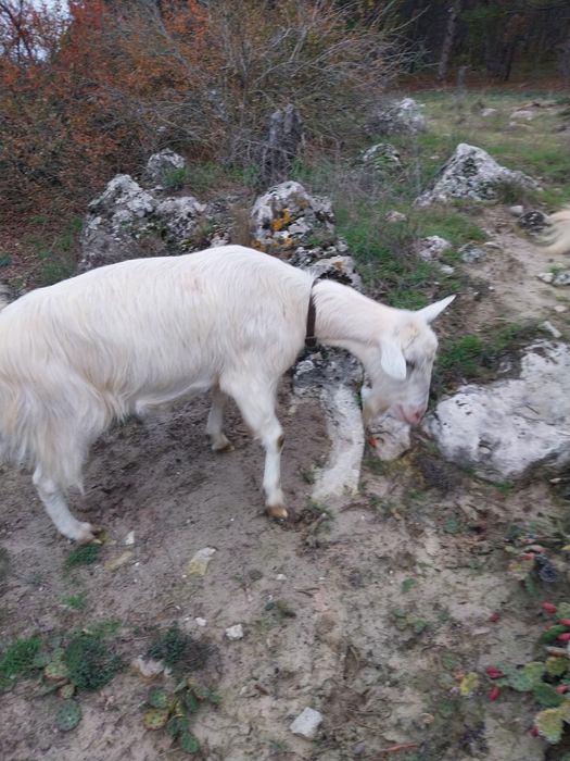 Млади млечни заплодени кози