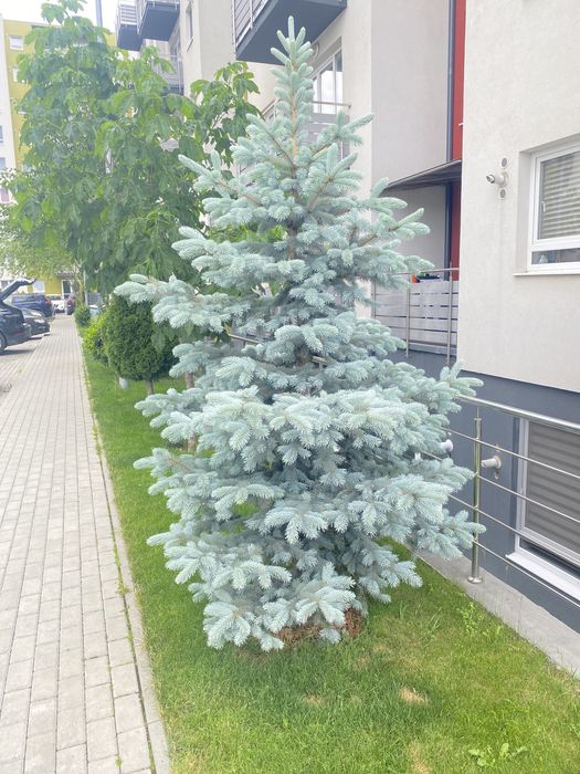 Brazii argintii și verzi