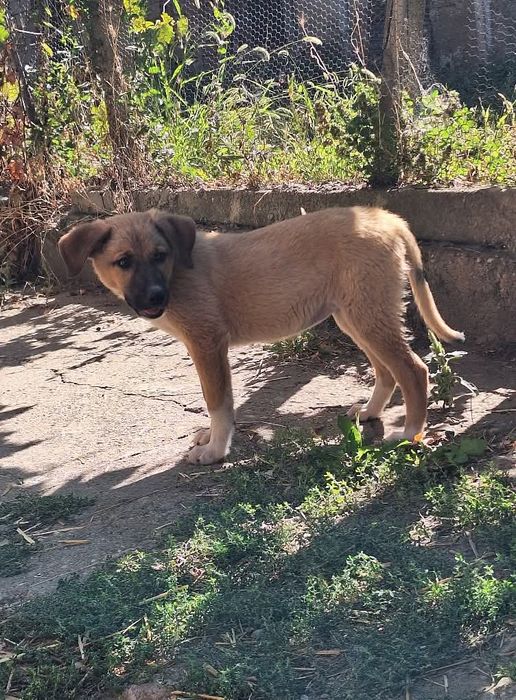 Подарява се Джея