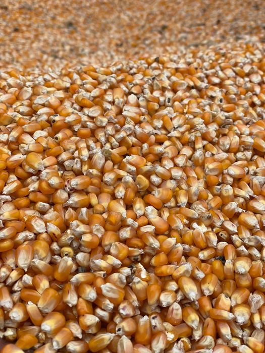 Vând porumb sticlos pionier 9590