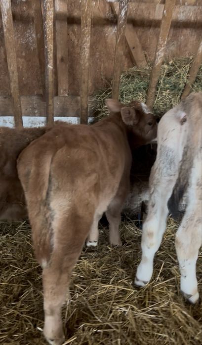 Aduc vitei pe comanda