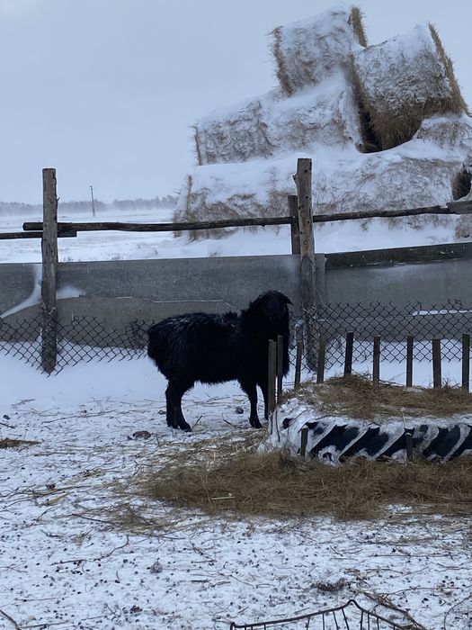 Эдильбай Кошкар,Қошқар,еркек,Баран,Кочкар