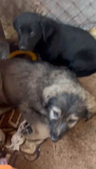 Ищем любящих хозяев щенкам