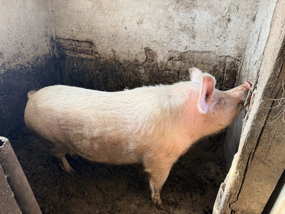 Женско прасе за празниците