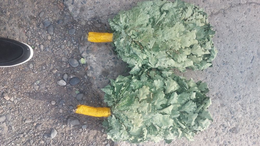 Продам дубовые веники