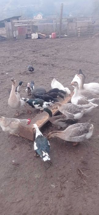 De vânzare rate mute și gaste