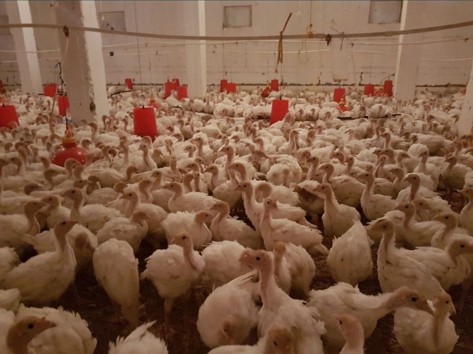 Big6 kurka joʻjalar optom narhda shoshiling mavsum boshlandi