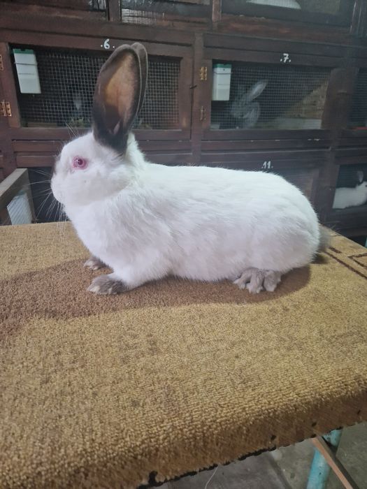 Vând Femelă Uriaș de Transilvania în vârstă de 5 luni