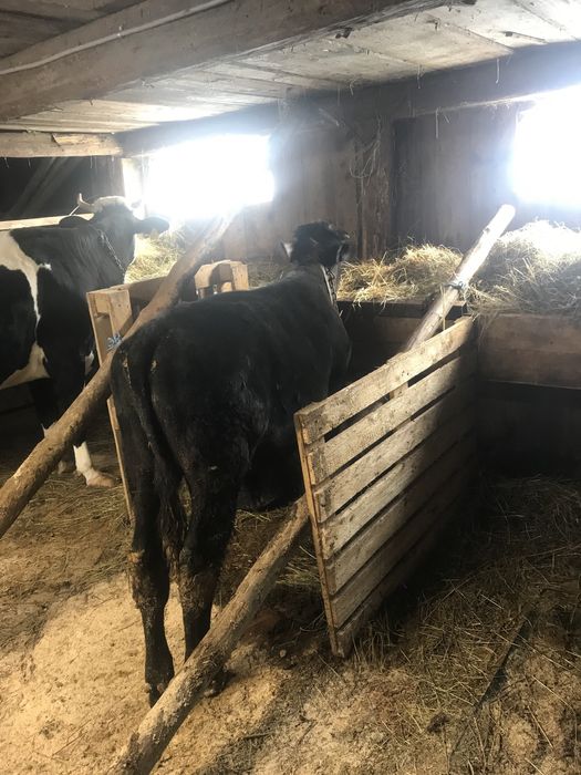 Vand tauraș 4300 lei negociabil