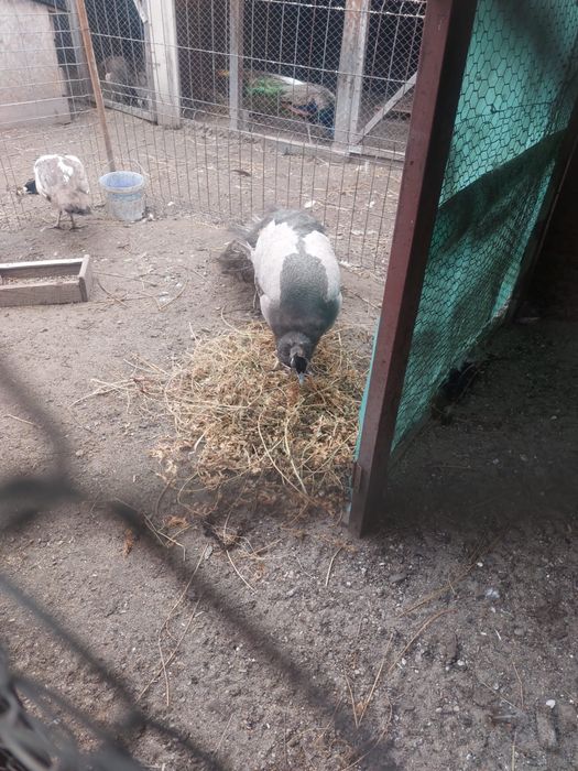 Vand mascul paun matur opal si alb