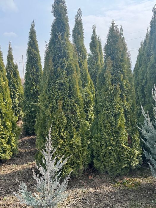 Туя Смаграгд 150-160 см