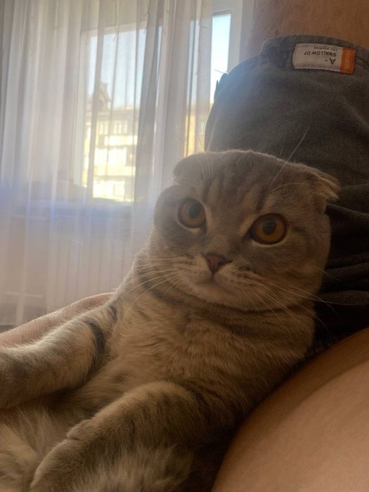 продаем вислоухого кота