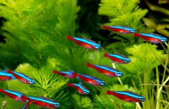 Красный Неон  и другие рыбки