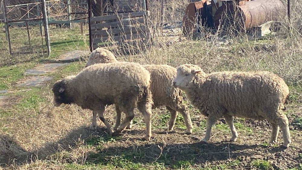 Меренос қоилар бордақы