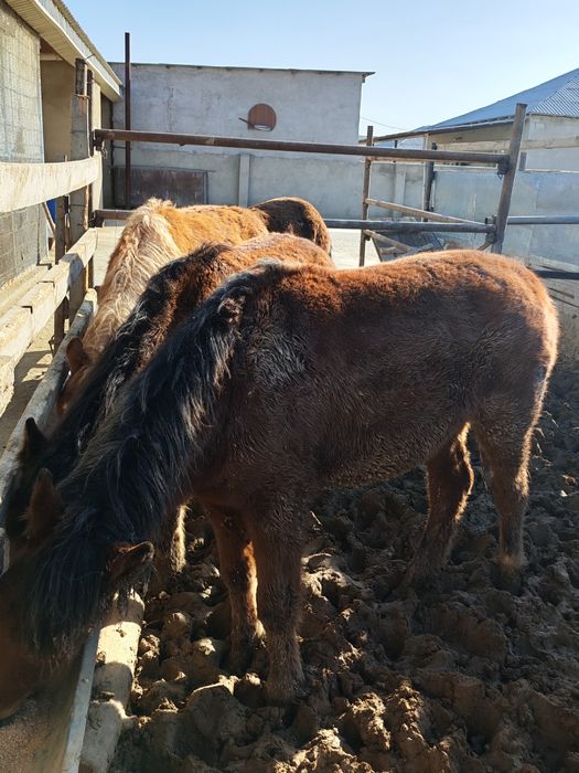 Жылқы еті сатылады.