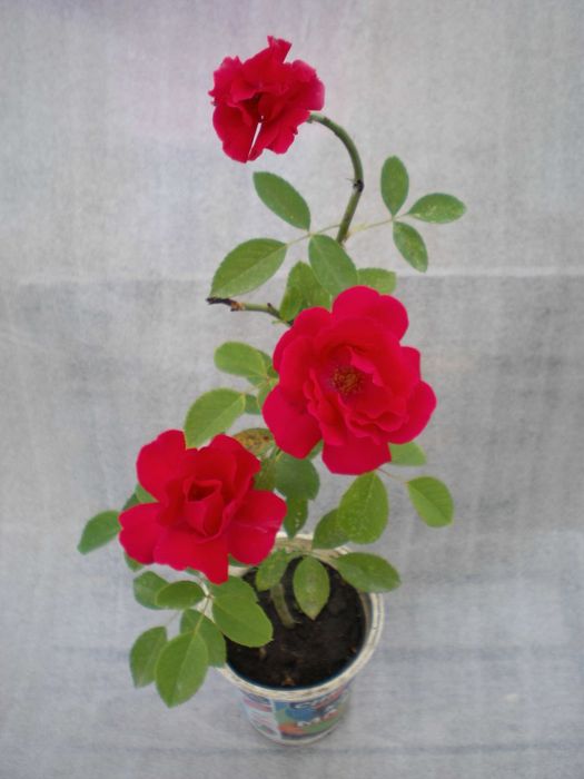 Катерлива роза - червена