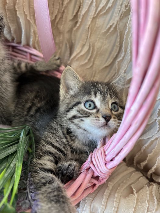 Котята в хорошие руки.