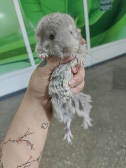 Маленькие шиншиллы в продаже