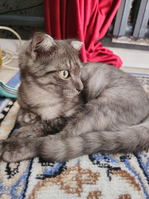 Котенок в добрые руки мальчик