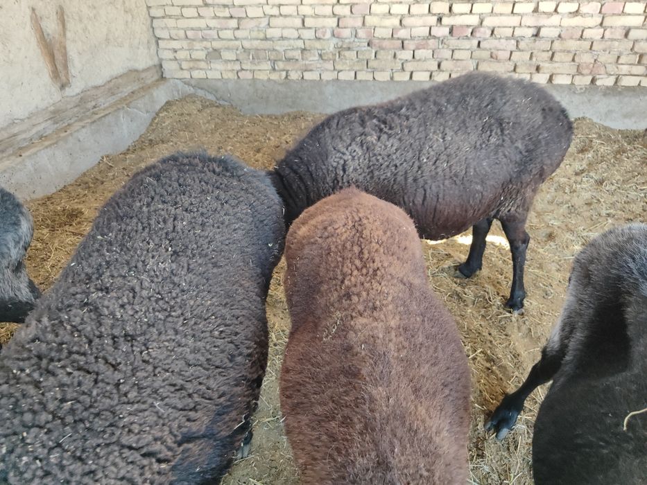 Bogoz qoylar sotiladi