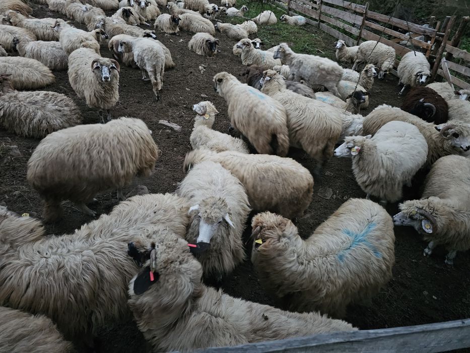 De vânzare oi tinere