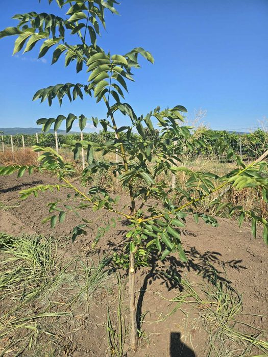 Taieri alun, nuc si pomi fructiferi – deplasare in toata tara